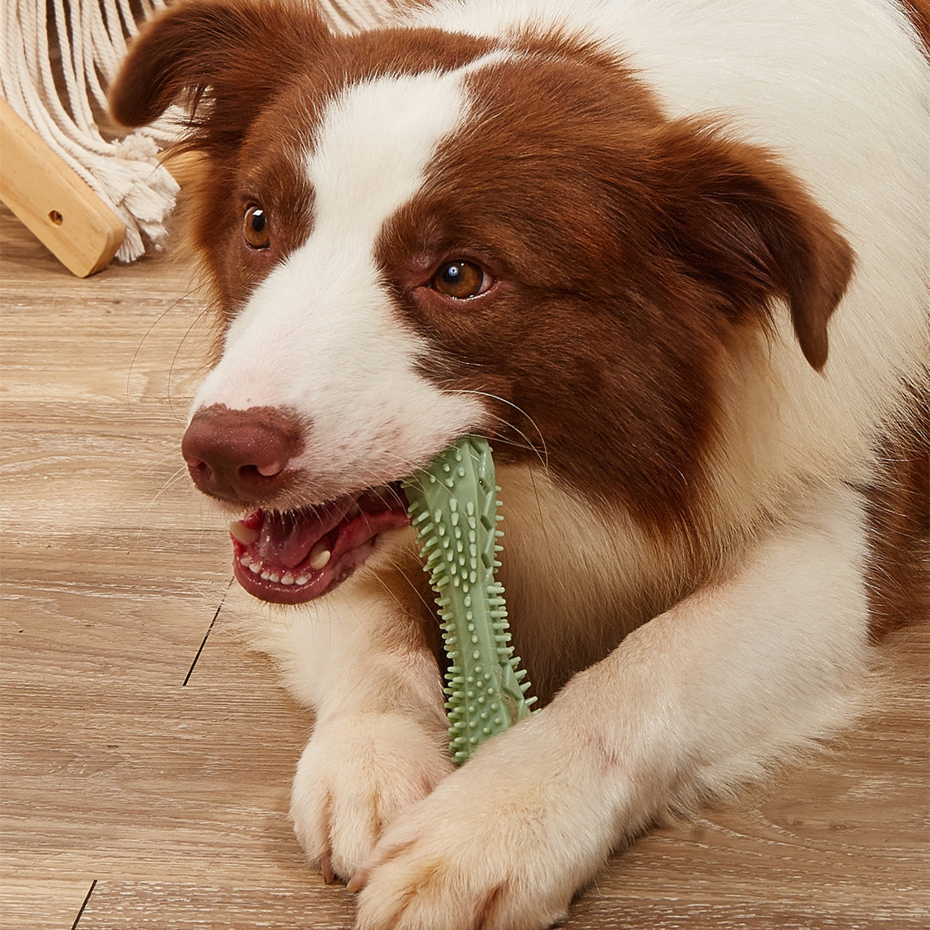 Teeth Cleaning Chew Toy